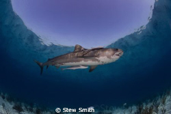 Tiger at Tiger Beach by Stew Smith 